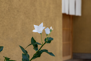 和食店の店先に咲く満開の桔梗の白い花