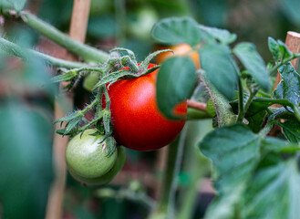 Small ripening red cherry tomato - obrazy, fototapety, plakaty
