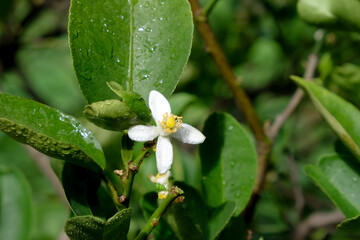White bergamot  flower and leaves in nature
