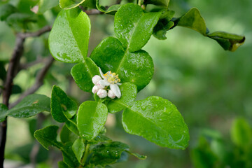 White bergamot  flower and leaves in nature