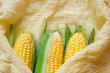 Fresh corn on the cob close-up. Top view with copy space