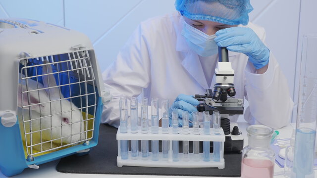 Medical laboratory: Portrait of female scientist looking under microscope, a cage with a rabbit on the table. Animal testing, vaccine research