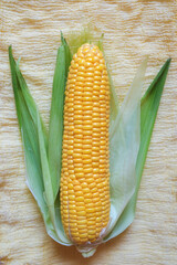 Fresh corn on the cob close-up. Top view with copy space