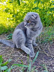 Naklejka na ściany i meble Tabby Scottish Fold Cat Young Kitten in Summer Green Grass