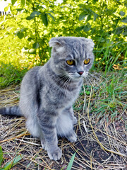Tabby Scottish Fold Cat Young Kitten in Summer Green Grass