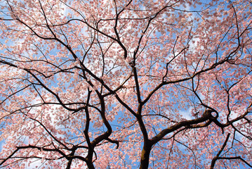 桜のカーテン　満開の桜