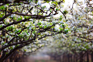 Blooming pear flower, very beautiful