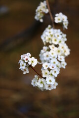 Blooming pear flower, very beautiful