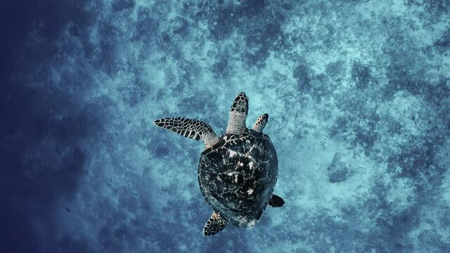 Sea turtle slowly swimming in blue water through sunlight. Snorkeling on wildlife. Underwater serene swimming beautiful green turtle in sea alone with nature. Marine life tropical turtle in wild