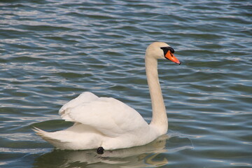 swan on the lake in Switzerland
