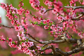 Blooming peach blossom, very beautiful