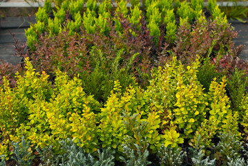Fototapeta na wymiar Ornamental shrubs and trees in the nursery. Small deciduous shrubs in pots. Barberry in a greenhouse close up.
