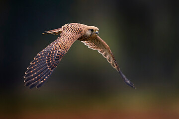 Common Kestrel, Falco tinnunculus, little flying bird of prey, Germany. Bird on the stone wall....