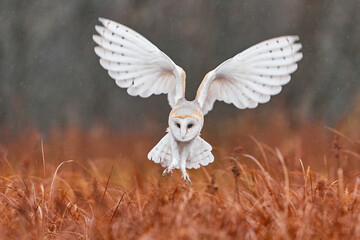 Owl fly with open wings. Barn Owl, Tyto alba, flight above red grass in the morning. Wildlife bird...