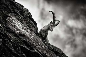 Back and white art photo. Alpine Ibex, animal in nature rock habitat, France. Ibex silhouette with dark evening clouds in the Alps. Mountain landscape with mammal.
