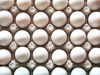 Many duck eggs in carton box top view