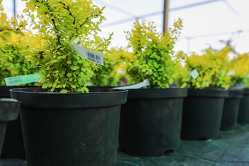 Garden shop. A row of barberry trees in pots offered for sale