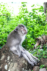Sad monkey resting on a stone in its natural environment. 