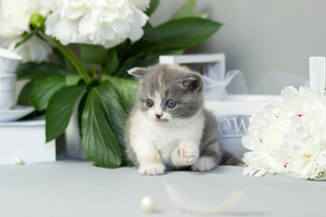 British furry blue kitten. Very cute British kitten. British Blue Kitten