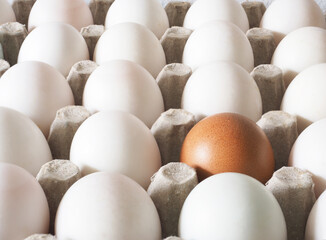 Closeup egg in duck eggs group in carton box difference concept idea and nature light and shadow top view