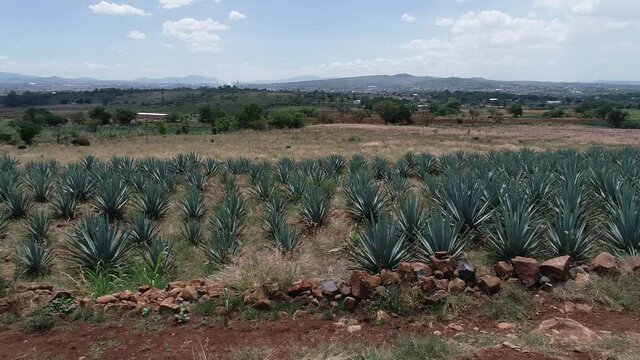magueyes 