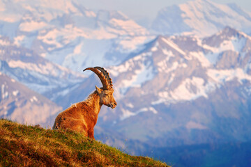 Switzerland wildlife. Ibex, Capra ibex, horned alpine animal with rocks in background, animal in the stone nature habitat, Alps. Evening orange sunset, wildlife nature. - obrazy, fototapety, plakaty