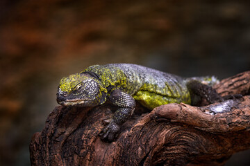 Uromastyx acanthinura, North African mastigure or North African spiny-tailed lizard found in...