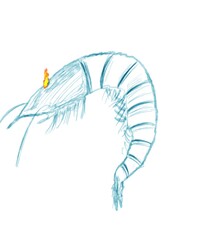 Shrimp of the fire eyes