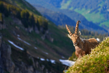 Switzerland wildlife. Ibex, Capra ibex, horned alpine animal with rocks in background, animal in...