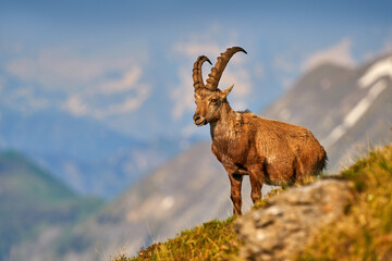 Ibex, Capra ibex, horned alpine animal with rocks in background, animal in the stone nature habitat, Alps. Evening orange sunset, wildlife nature. Italia wildlife.