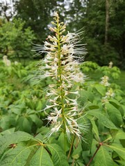 Aesculus parviflora. Bottlebrush buckeye, dwarf horse chestnut.