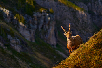 Switzerland wildlife. Ibex, Capra ibex, horned alpine animal with rocks in background, animal in...