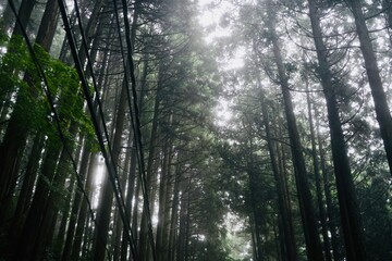 Obraz premium 霧 御岳山 Mist Mount Mitake