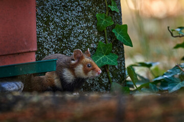 Fototapete bei efototapeten.de bestellen   
