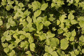 A patch of wild Japanese mitsuba growing outside