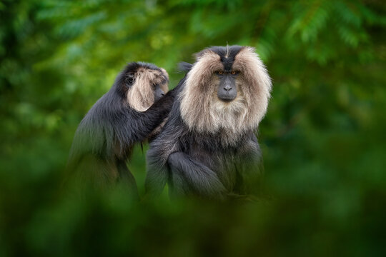 Monkey from India, fur coat cleaning. Lion-tailed macaque, Macaca silenus, mane monkey endemic to the Western Ghats of South India. Cute grey back mammla from Anaimalai in India, Asia wildlife nature.