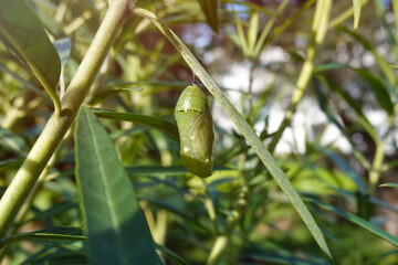 A monarch butterfly pupae hanging under the leaf.