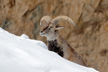 Bharal blue Sheep, Pseudois nayaur, in the rock with snow, Hemis NP, Ladakh, India in Asia. Bharal in nature snowy habitat. Face portrait with horns of wild sheep. Wildlife scene from Himalayas. - obrazy, fototapety, plakaty