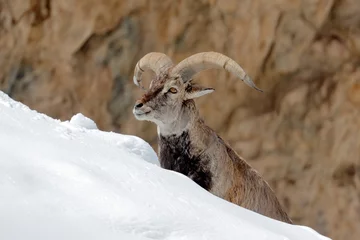 Photo sur Plexiglas Kangchenjunga Bharal blue Sheep, Pseudois nayaur, in the rock with snow, Hemis NP, Ladakh, India in Asia. Bharal in nature snowy habitat. Face portrait with horns of wild sheep. Wildlife scene from Himalayas.