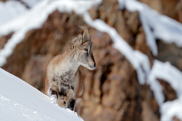 Bharal blue Sheep, Pseudois nayaur, in the rock with snow, Hemis NP, Ladakh, India in Asia. Bharal in nature snowy habitat. Face portrait with horns of wild sheep. Wildlife scene from Himalayas.