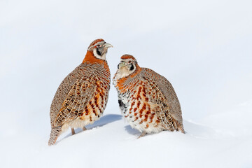 Tibetan Partridge, Perdix hodgsoniae, bird sitting in the snow and rock in the winter mountain....