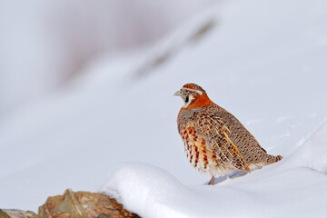 Tibetan Partridge, Perdix hodgsoniae, bird sitting in the snow and rock in the winter mountain....