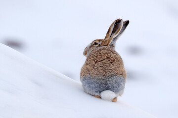 Woolly hare, Lepus oiostolus, in the nature habitat, winter condition with snow. Woolly hare from Hemis NP, Ladakh, India. Animal in the Himalayas mountain, siting on the stone rock.