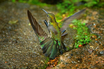 Hummingbird fight. Many-spotted hummingbird, Taphrospilus hypostictus, beautiful bird with crest, mating in the green tropic forest, Sumaco, Ecuador. Bird love.