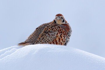 Tibetan Partridge, Perdix hodgsoniae, bird sitting in the snow and rock in the winter mountain....
