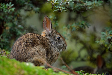 Naklejka na ściany i meble Sylvilagus brasiliensis, small cute rabbit from high-altitude Andes slopes, Antisana NP, Ecuador. Hare in the nature habitat, animal hidden in green vegetation.