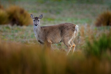 White-tailed deer, Odocoileus virginianus, Antisana NP, Ecuador. Animal in the mountain meadow. Wild animal from Ecuador.