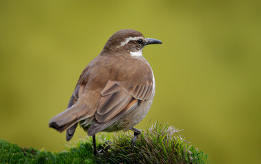 Cinclodes excelsior, Stout-billed cinclodes, near the nesting ground hole, Antisana NP in Ecuador...