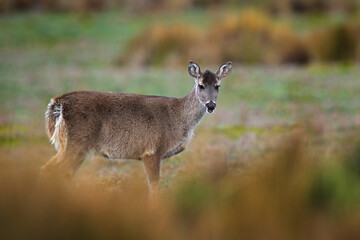 Deer from Antisana NP. White-tailed deer, Odocoileus virginianus, Antisana, Ecuador. Animal in the agriculture farming habitat. Wildlife Ecuaor.