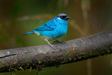 Golden-naped Tanager, Tangara ruficervix, Amagusa reserve in Ecuador. Blue golden bird sitting on the branch in the forest habitat. Birdwatching in South America. Wildlife nature in Ecuador.